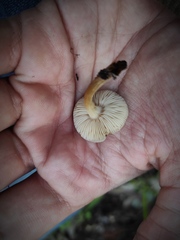 Agaricales