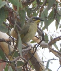 Lichenostomus cratitius