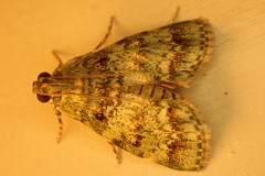 Stericta chlorophoena