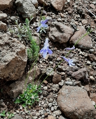 Lobelia preslii