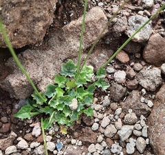 Lobelia preslii