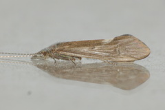 Ceraclea albimacula