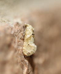 Eupoecilia acrographa