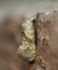 Eupoecilia acrographa