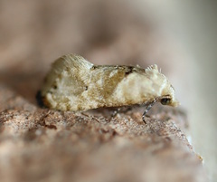 Eupoecilia acrographa