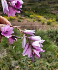 Dierama robustum