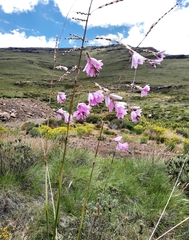 Dierama robustum