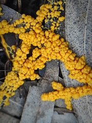 Myxomycetes