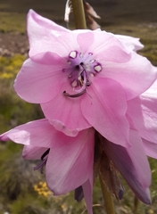 Dierama robustum