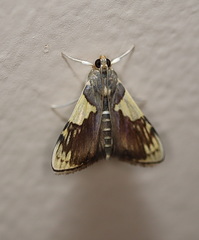 Rehimena cissophora