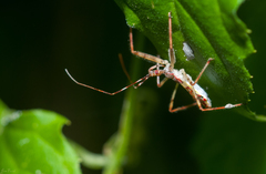 Epidaus