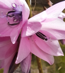 Dierama robustum