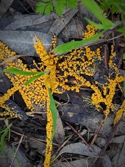 Myxomycetes