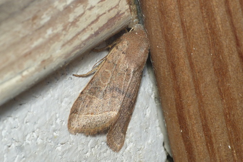 Orthosia cerasi