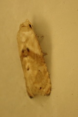 Eupoecilia acrographa