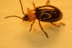 Encymon immaculatus