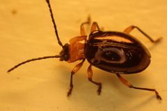 Encymon immaculatus