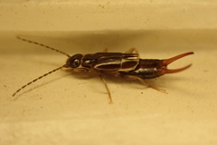 Labiinae