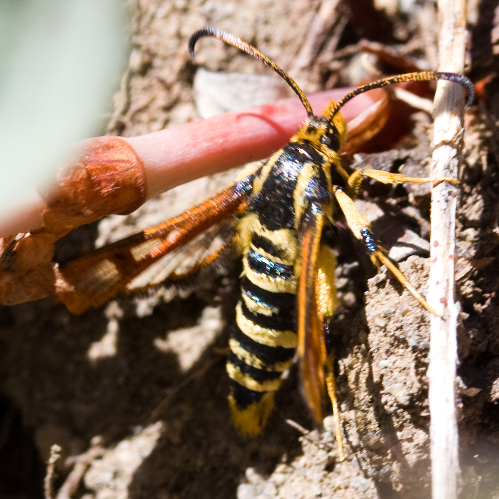 Arizona Clearwing Moth