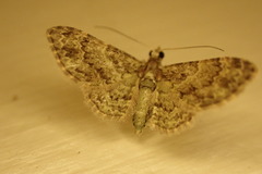 Chloroclystis mniochroa