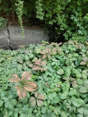 Parthenocissus quinquefolia
