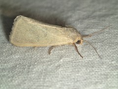 Heliocheilus moribunda