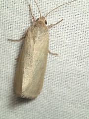 Heliocheilus moribunda