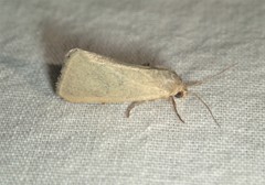 Heliocheilus moribunda