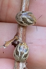 Paropsisterna semifumata