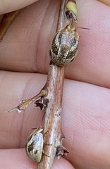 Paropsisterna semifumata