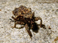 Phrynixus astutus