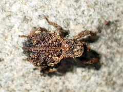 Phrynixus astutus