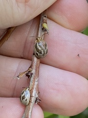 Paropsisterna semifumata