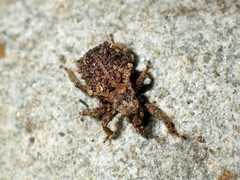 Phrynixus astutus