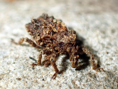 Phrynixus astutus