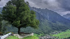 Orthotrichum dentatum
