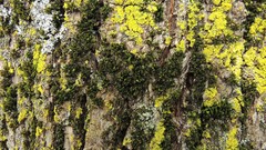 Orthotrichum dentatum