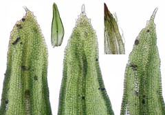 Orthotrichum dentatum