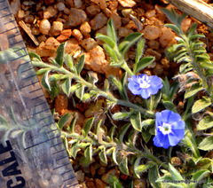 Angiospermae