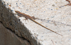 Phoenicolacerta troodica