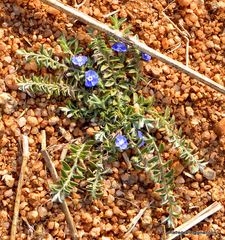 Angiospermae