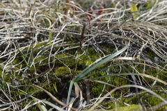 Carex richardsonii