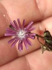 Lactuca graminifolia