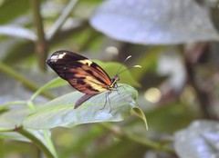 Dismorphia amphione