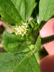 Acanthospermum australe