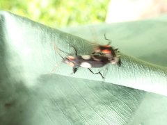 Chauliognathus fenestratus
