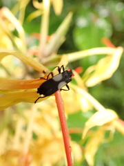Chauliognathus fenestratus
