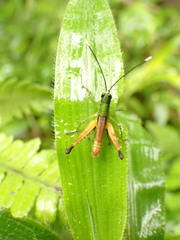 Silvitettix territus