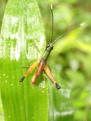 Silvitettix territus