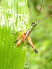 Silvitettix territus